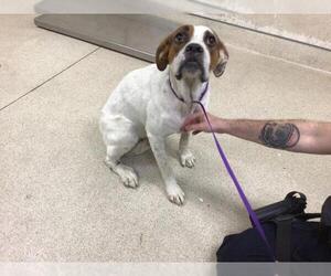 Boxer-Unknown Mix Dogs for adoption in Riverside, CA, USA