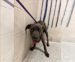 American Pit Bull Terrier-Unknown Mix Dogs for adoption in Conroe, TX, USA