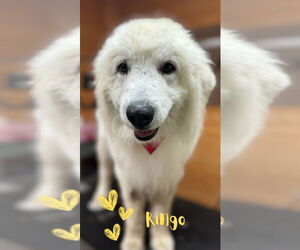 Great Pyrenees Dogs for adoption in Monte Vista, CO, USA