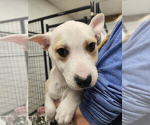 Mutt Dogs for adoption in Candler, NC, USA
