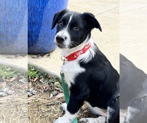 Border Collie-Unknown Mix Dogs for adoption in Parker Ford, PA, USA