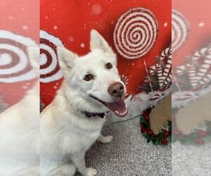 Siberian Husky-Unknown Mix Dogs for adoption in Henderson, NV, USA