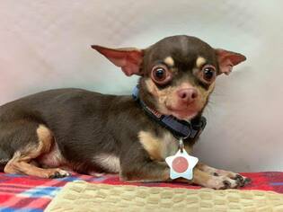 Chihuahua Dogs for adoption in Phoenix , AZ, USA