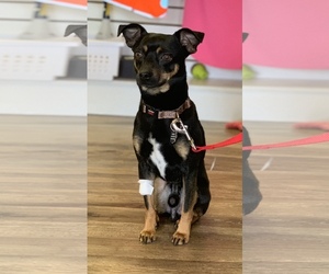 Miniature Pinscher-Unknown Mix Dogs for adoption in Sonora, CA, USA