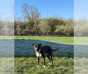 American Pit Bull Terrier-Unknown Mix Dogs for adoption in Germantown, OH, USA