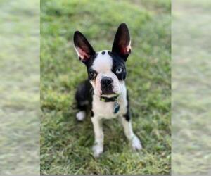 Boston Terrier Dogs for adoption in Minneapolis, MN, USA
