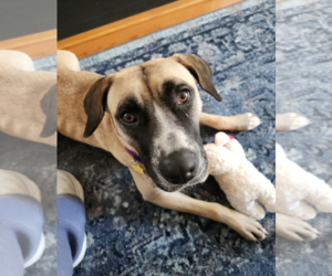 Mastiff-Unknown Mix Dogs for adoption in Holly Springs, NC, USA
