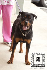 Rottweiler Dogs for adoption in Fredericksburg, VA, USA