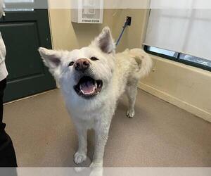 Akita-Unknown Mix Dogs for adoption in Pasadena, CA, USA