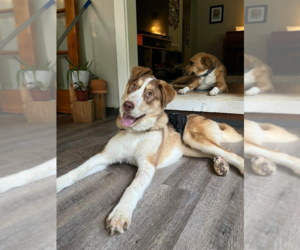 Medium Photo #7 Pyrenees Husky Puppy For Sale in Brewster, NY, USA