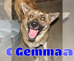 Akita Dogs for adoption in Lawrenceburg, KY, USA