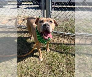 American Pit Bull Terrier Dogs for adoption in Louisville, KY, USA