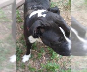 Medium Photo #1 American Staffordshire Terrier Puppy For Sale in San Antonio, TX, USA