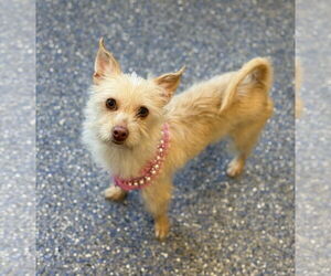 Chihuahua-Unknown Mix Dogs for adoption in Phoenix, AZ, USA