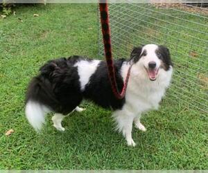 Border Collie-Unknown Mix Dogs for adoption in Wamego, KS, USA