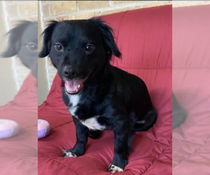 Chihuahua-Unknown Mix Dogs for adoption in Cranston, RI, USA