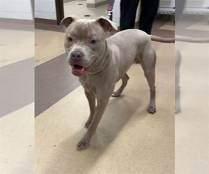 American Pit Bull Terrier Dogs for adoption in Derwood, MD, USA