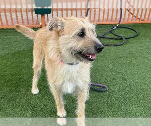 Mutt Dogs for adoption in Las Vegas, NV, USA