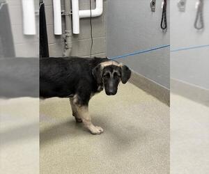 German Shepherd Dog-Unknown Mix Dogs for adoption in Las Vegas, NV, USA