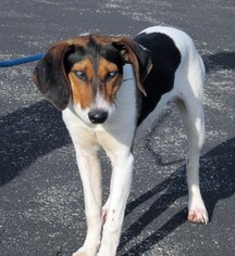 English Foxhound Dogs for adoption in Rockaway, NJ, USA