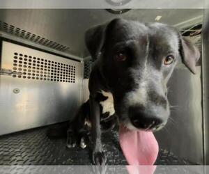 Labrador Retriever Dogs for adoption in Rancho Cucamonga, CA, USA