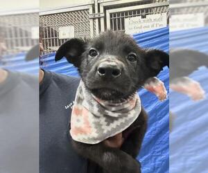 Shollie Dogs for adoption in Visalia, CA, USA