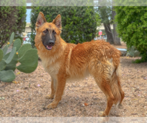 Mutt Dogs for adoption in PIPE CREEK, TX, USA