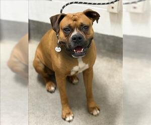 Boxer Dogs for adoption in Forestville, MD, USA