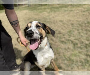 Australian Shepherd-Unknown Mix Dogs for adoption in Low Moor, VA, USA