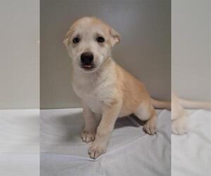 Siberian Husky Dogs for adoption in Bakersfield, CA, USA