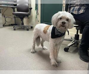 Cavalier King Charles Spaniel-Unknown Mix Dogs for adoption in Pasadena, CA, USA