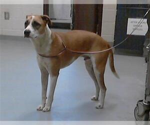 Labrador Retriever-Unknown Mix Dogs for adoption in Fayetteville, NC, USA