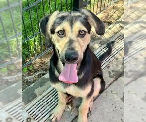 Doberman Pinscher-German Shepherd Dog Mix Dogs for adoption in Sacramento, CA, USA