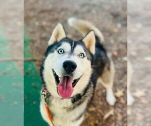 Siberian Husky Dogs for adoption in Cumming, GA, USA