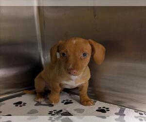 Dachshund-Unknown Mix Dogs for adoption in Plano, TX, USA