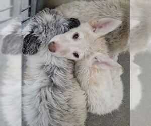 Siberian Husky Dogs for adoption in San Bernardino, CA, USA