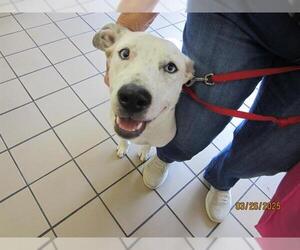 Mutt Dogs for adoption in Ocala, FL, USA