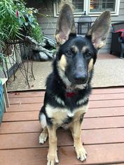 German Shepherd Dog Dogs for adoption in Gretna, NE, USA