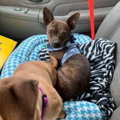 Chiweenie Dogs for adoption in Great Bend, KS, USA