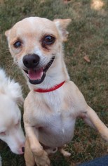 Chihuahua Dogs for adoption in Philadelphia, PA, USA