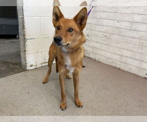Finnish Spitz-Unknown Mix Dogs for adoption in San Bernardino, CA, USA