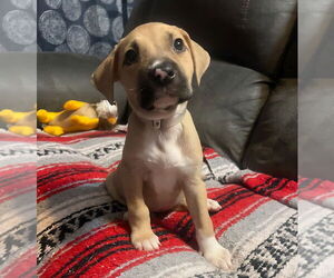 Borador Dogs for adoption in Lakewood, CO, USA