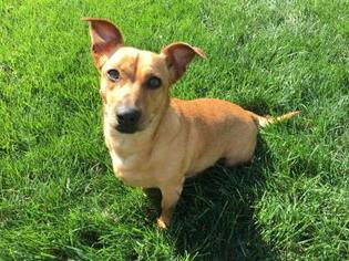 Dorgi Dogs for adoption in Mission, KS, USA