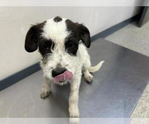 Australian Cattle Dog-Unknown Mix Dogs for adoption in Visalia, CA, USA