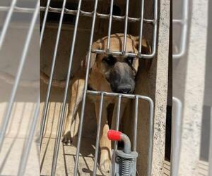 German Shepherd Dog-Unknown Mix Dogs for adoption in Oklahoma City, OK, USA