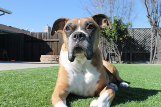 Boxer Dogs for adoption in Los Angeles, CA, USA
