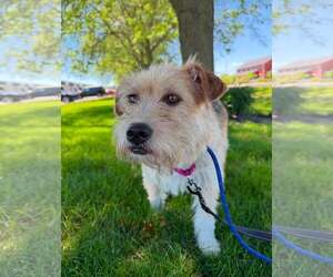 Mutt Dogs for adoption in Gilberts, IL, USA