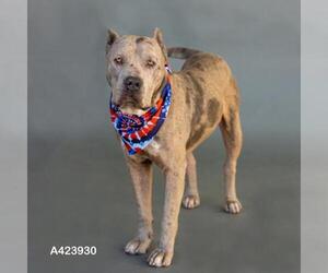 American Staffordshire Terrier-Unknown Mix Dogs for adoption in Conroe, TX, USA