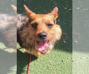Australian Terrier Dogs for adoption in Woodland, CA, USA