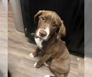 Great Dane-Unknown Mix Dogs for adoption in Ball Ground, GA, USA